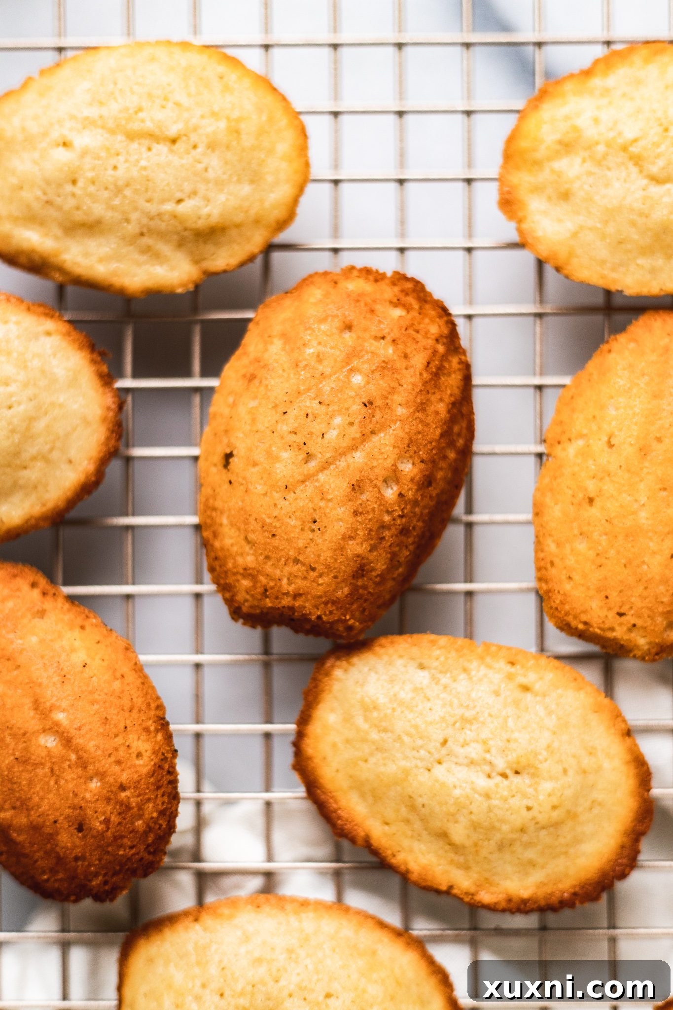 baked madeleines - fresh out of the oven, dusted with powdered sugar