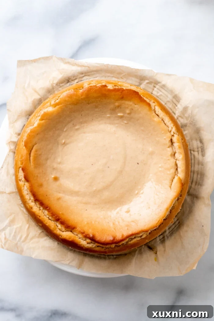 Baked carrot cake cheesecake, golden and set, fresh out of the oven.